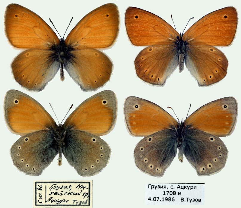 Coenonympha symphyta